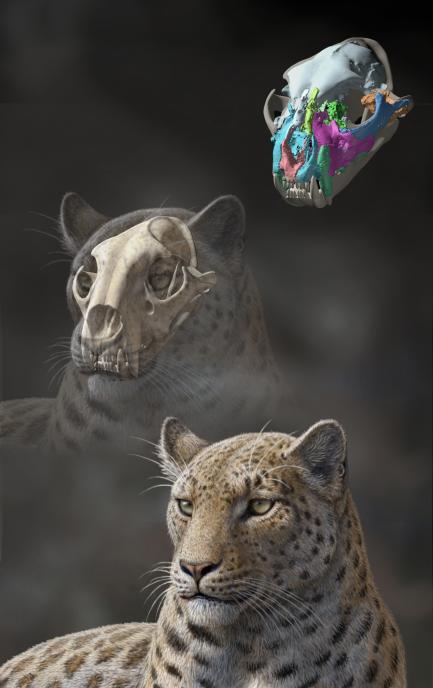 Life Reconstruction of P. blytheae
