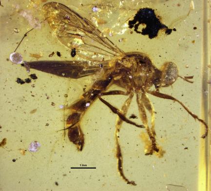 Male Assassin Fly