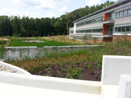 rain garden