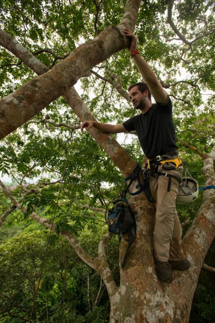 Researcher in tree