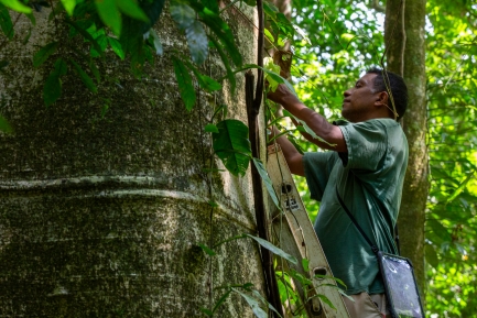 Worker seen in profile measuring trunk of large tree
