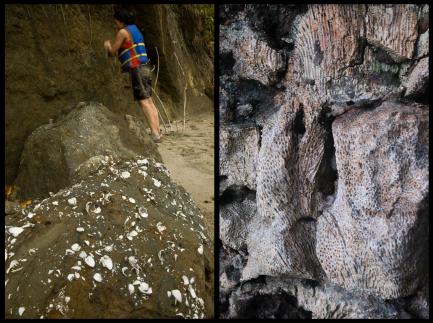 photos of mollusk and coral fossils