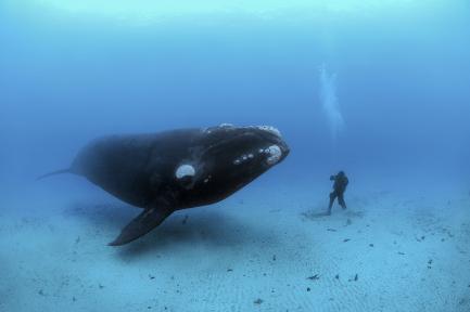 southern right whale hovering next to person on ocean floor