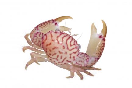 guard crab