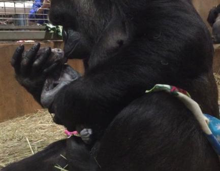 Baby Gorilla Moke