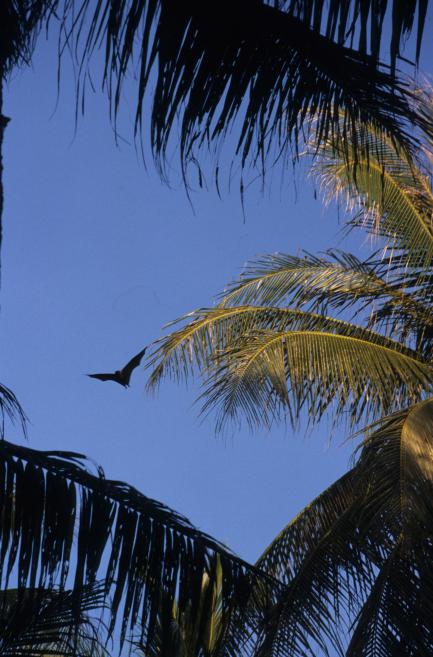 Mortlock Islands Flying Fox