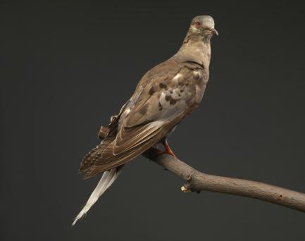 Taxidermy brown bird on branch