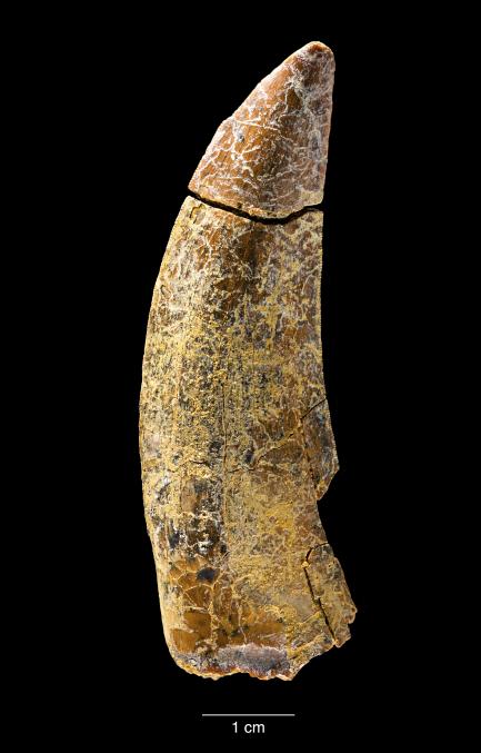 Tooth