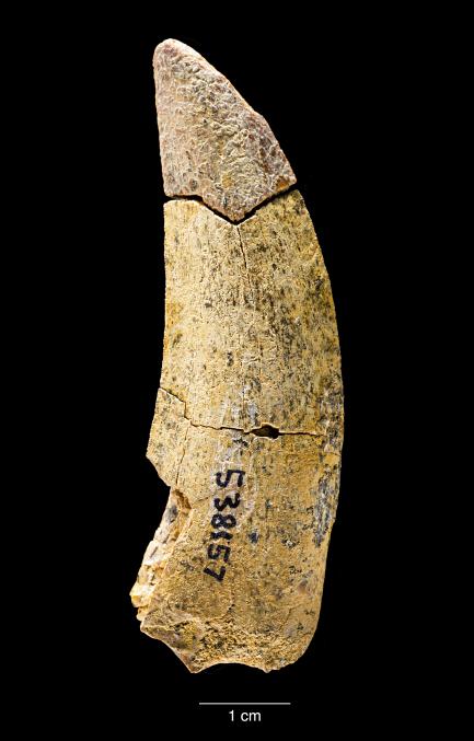 Fossil tooth