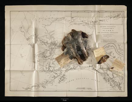 Fossils and old map of Alaska
