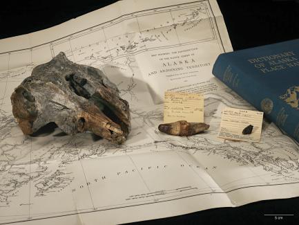 Fossils and old map of Alaska