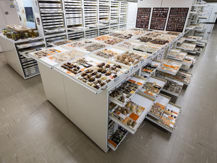 Cabinets and drawers full of cowrie shells