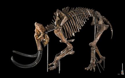 Woolly mammoth (Mammuthus primigenius)