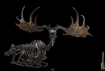 the “Irish Elk,” Megaloceros giganteus 