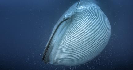 Blue whale