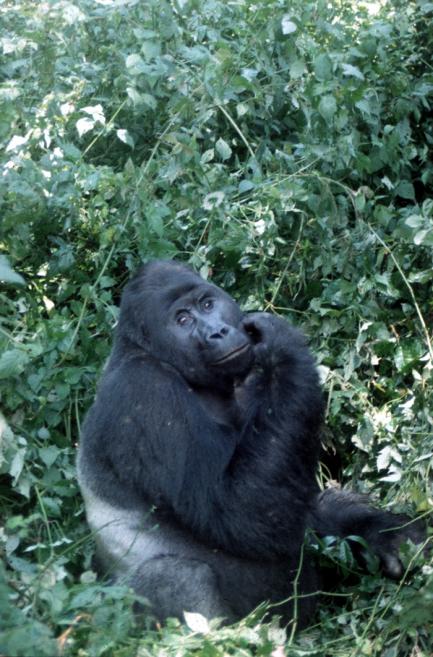 Gorilla named Ninja