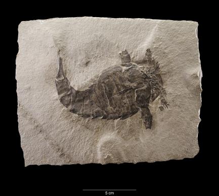 Eurypterus remipes
