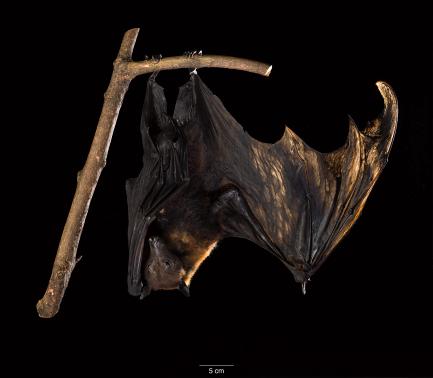 Bat specimen