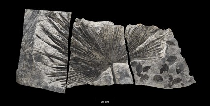 fossil palm leaf (Sabalites sp.), 