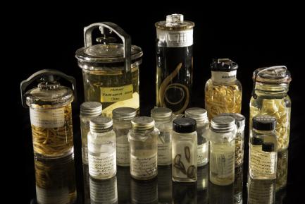 Specimen jars