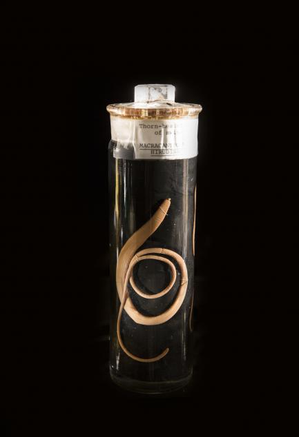 Specimen vial containing parasite