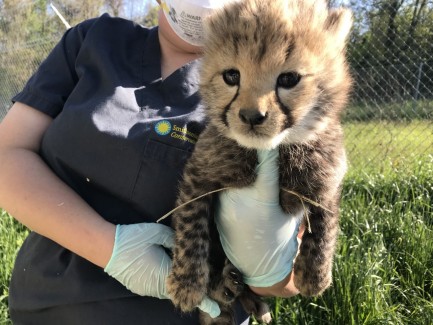 Keeper holding baby cheetah