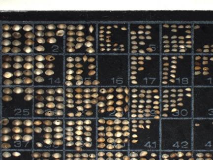 slide showing ostrocods