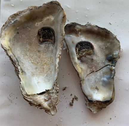 Two oyster shells, each with a deep brown hole near the top. The smaller shell on the right also has bluish-black bumps on it.