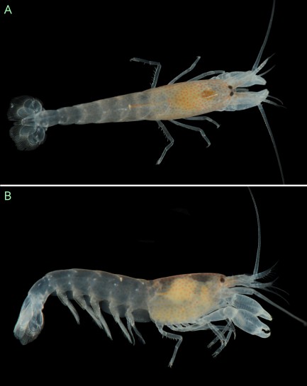 Shrimp Pachelpheus pachyacanthus
