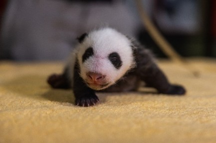 Panda cub