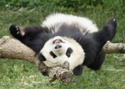 Tai Shan