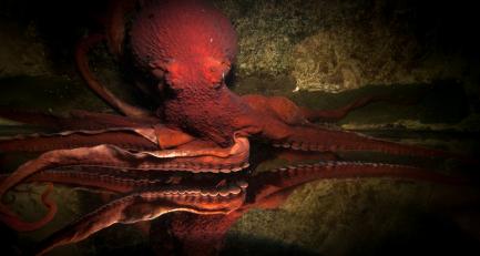 Giant Pacific Octopus Pandora