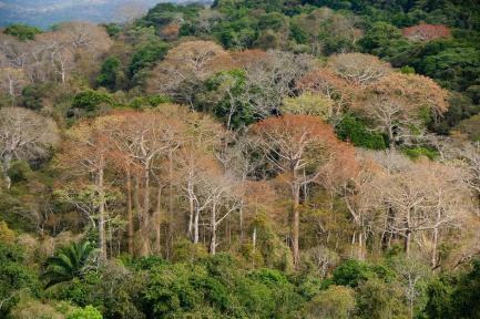 tropical forest