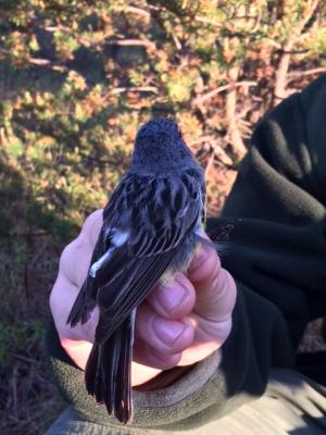 Bird perched on hand