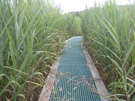 Boardwalk surrounded by grasses