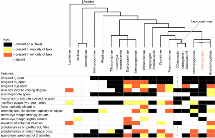 Assassin Fly phylogeny
