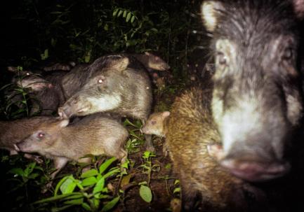 Wild pigs