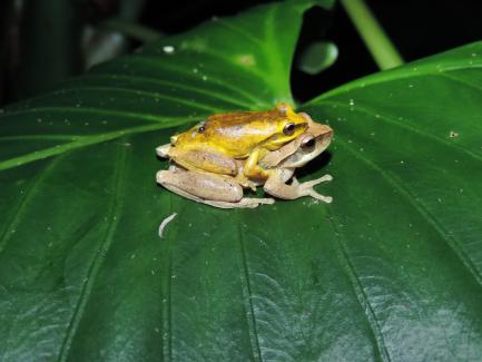 Small yellow frogs mating