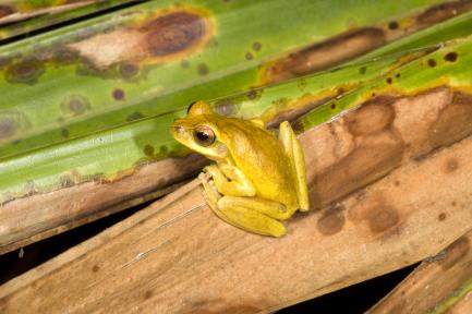 Yellow frog on leaf