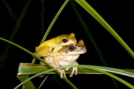 mating frogs