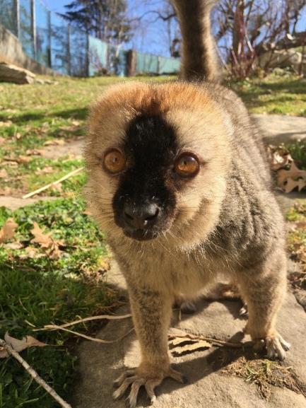 Red-Fronted Lemur