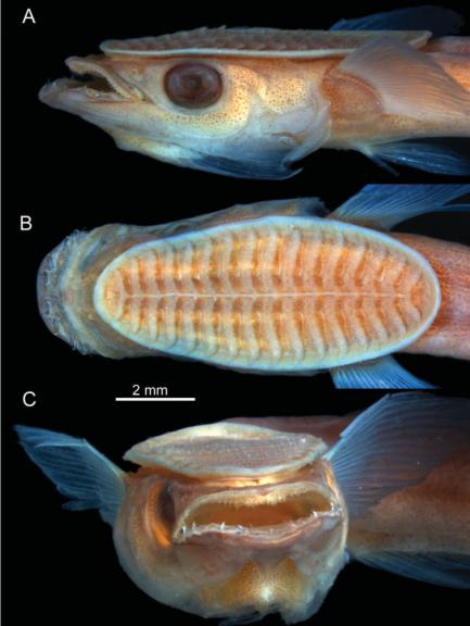 Remora head