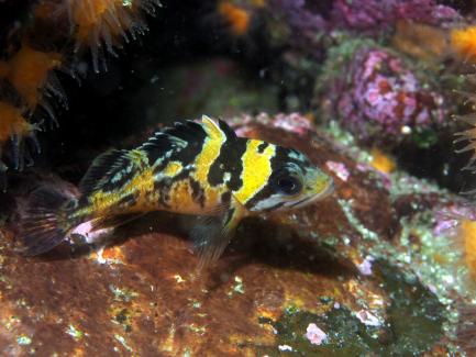 Rockfish
