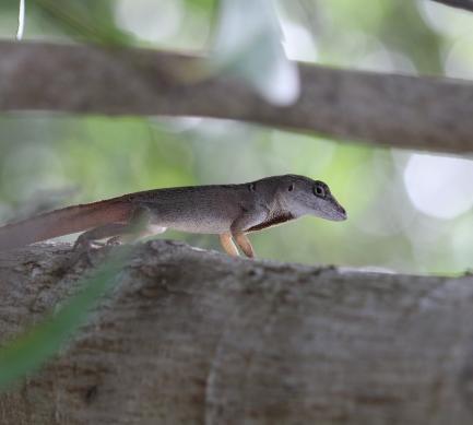 Anole lizard