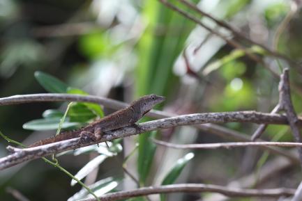 anole lizard