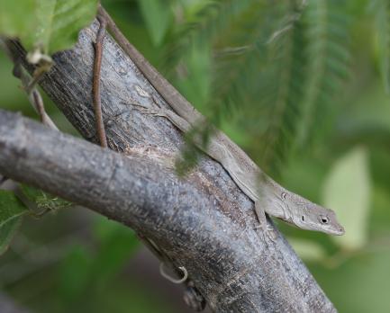 anole lizard