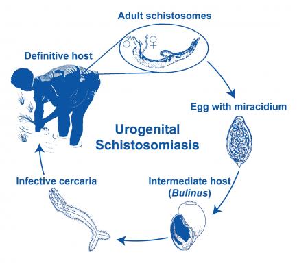 Schistosome transmission.
