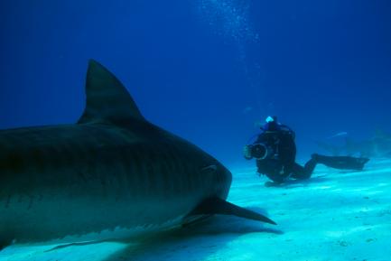 Still from "Shark Girl"