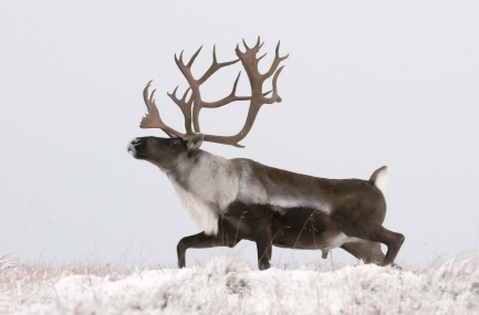 A bull caribou in the snow