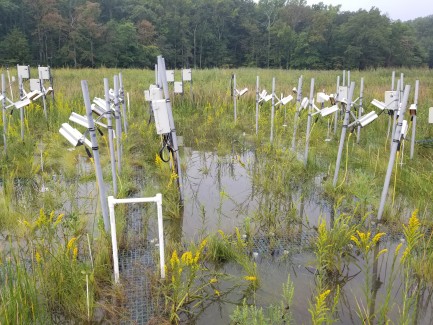 A watery field of green grass with white poles for a science exeriment.